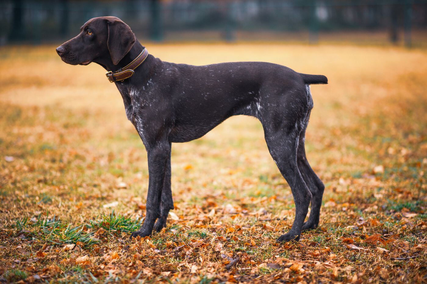 German Shorthaired Pointer bred and raised in South Africa