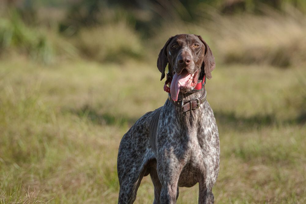 Pointstead Bruno, German Shorthaired Pointer