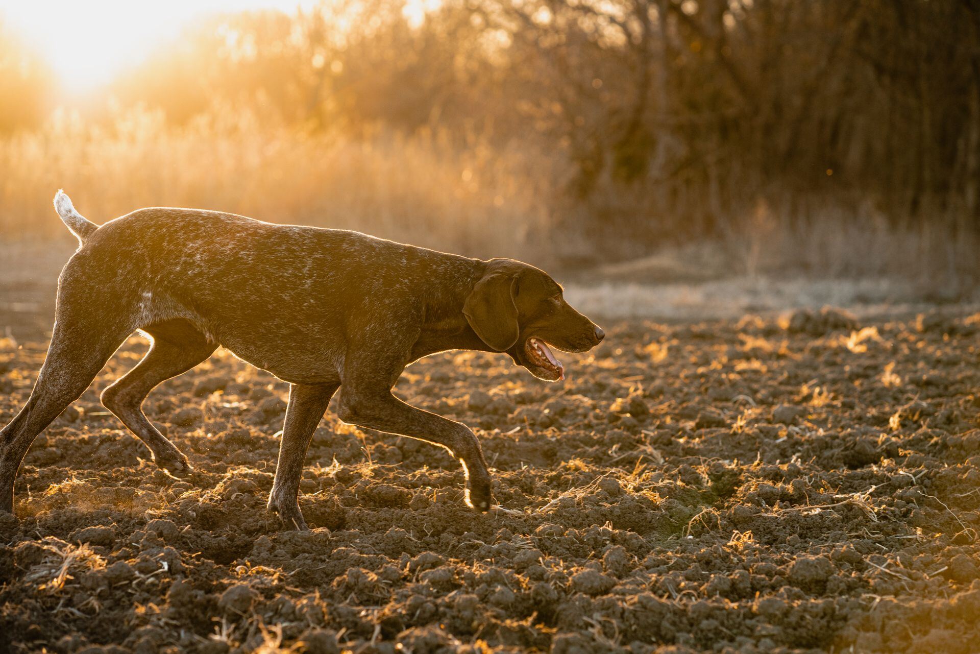 GSP working in the field at golden hour