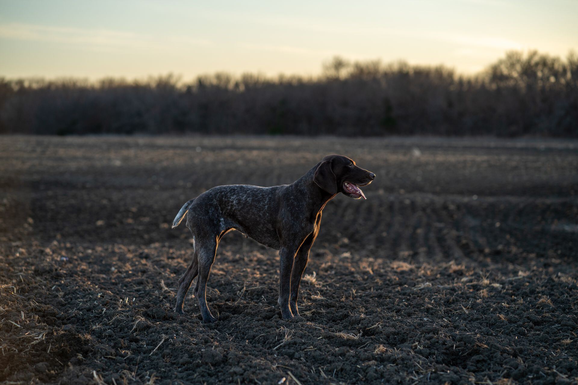 GSP dog needing rescue support