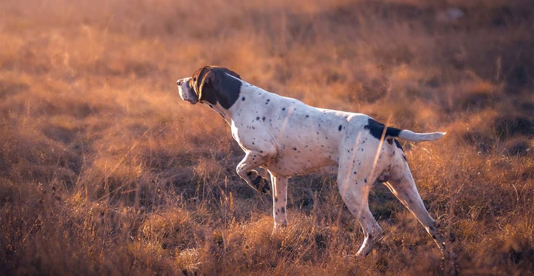 GSP mid-point in golden-hour grass