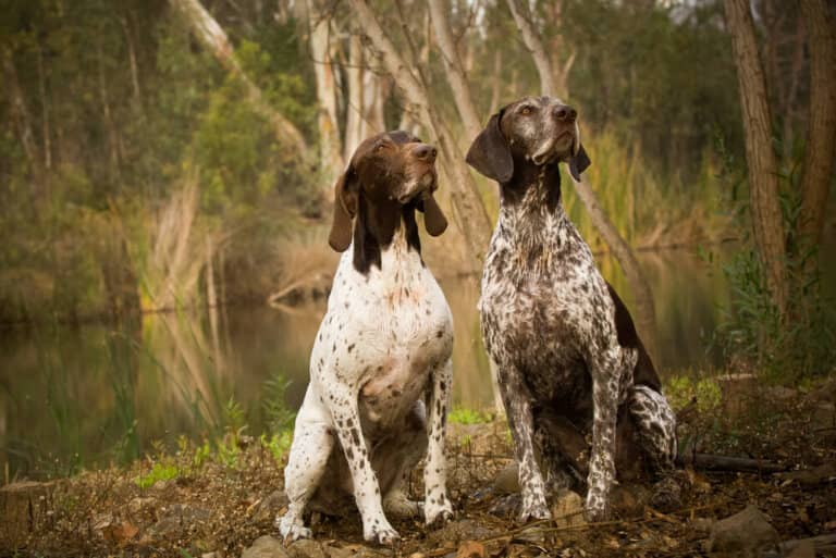 Two GSPs together near water