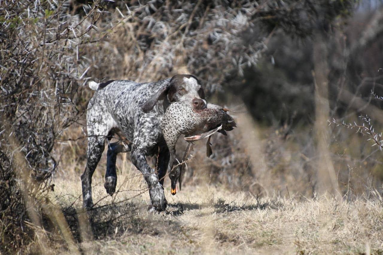 GSP retrieving a bird through veld