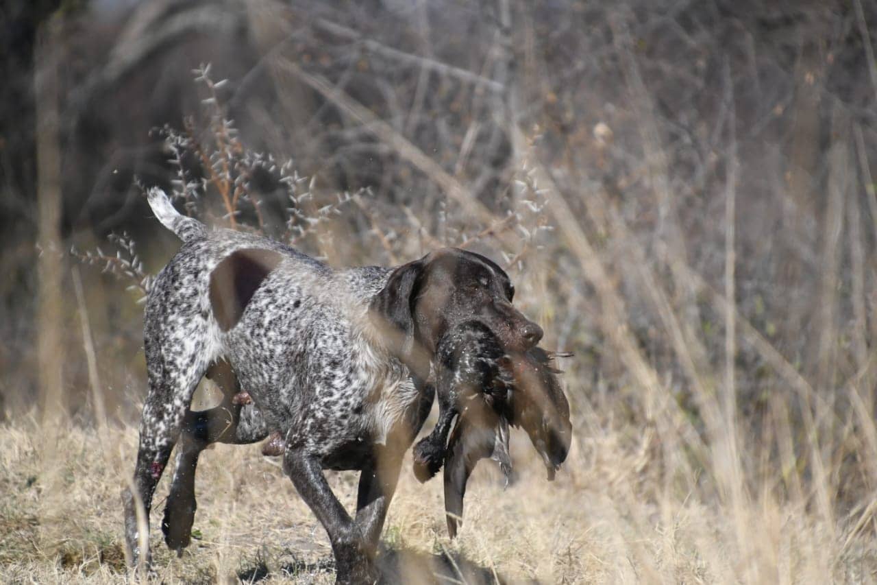 GSP retrieving low through wet cover