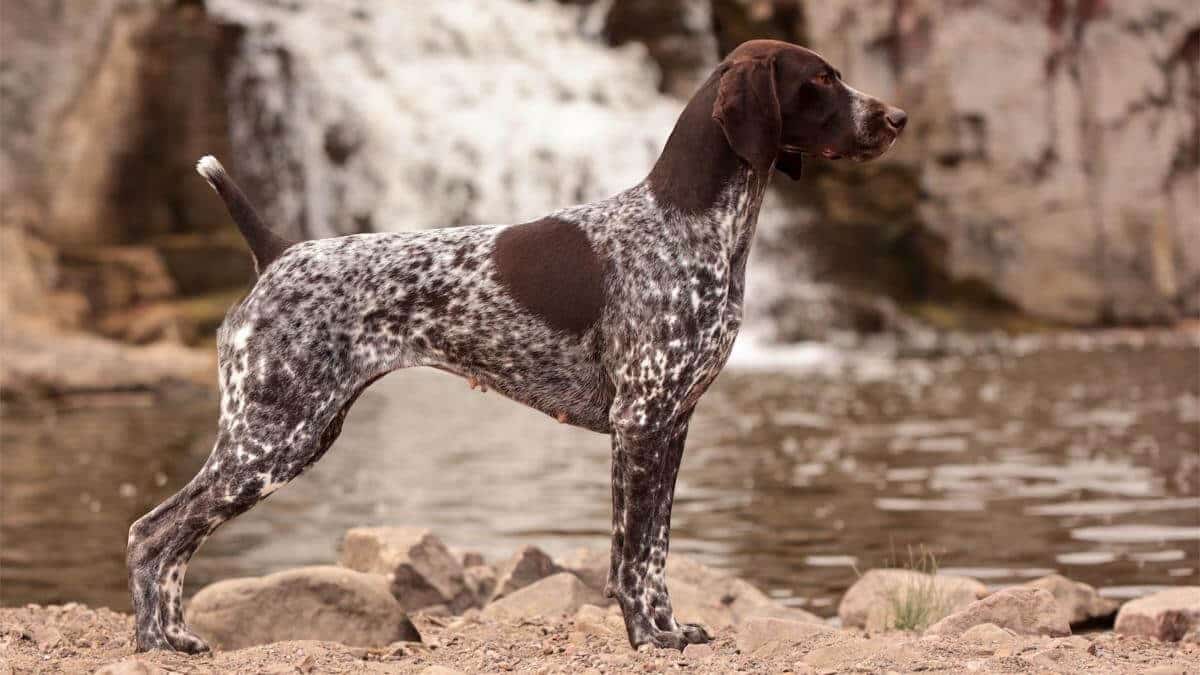 GSP in classic conformation pose by water