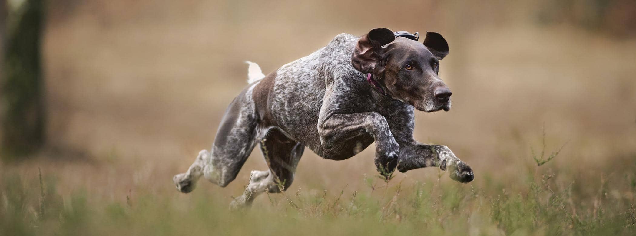 GSP running full stride across open ground
