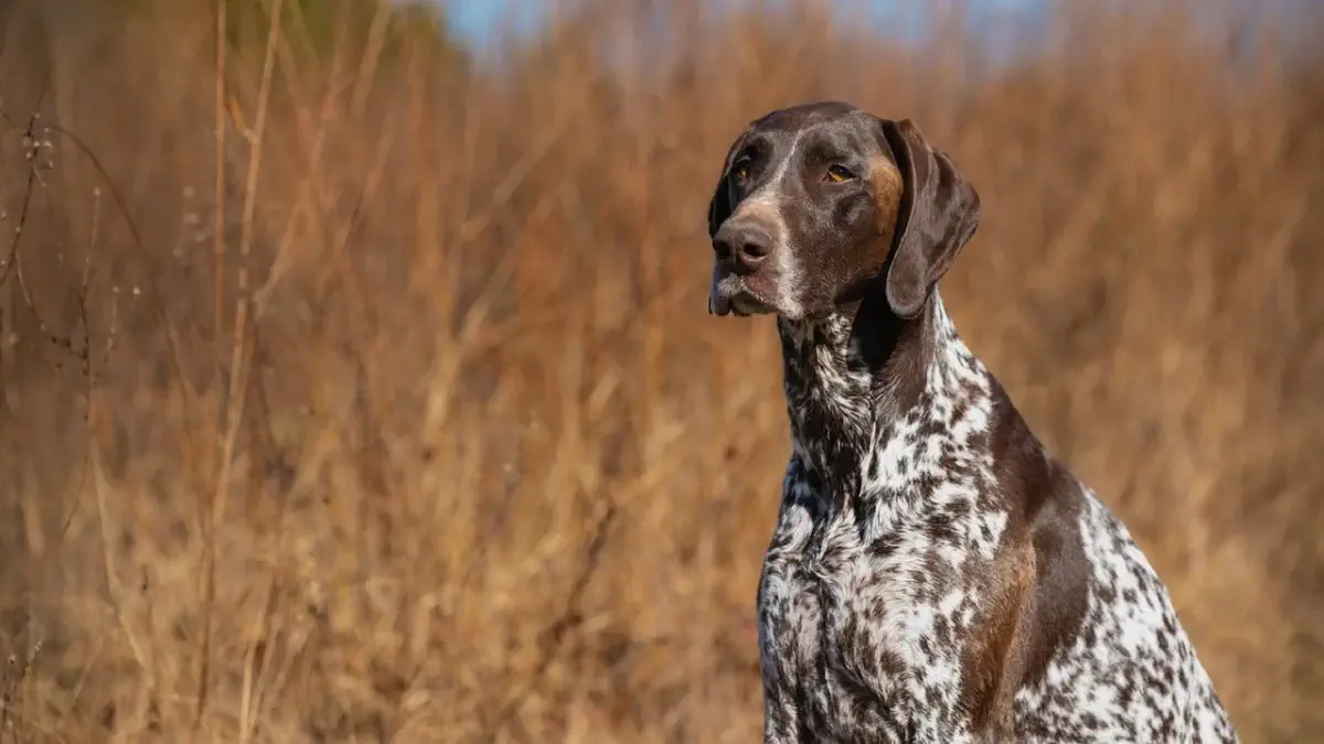 GSP portrait in golden-hour light