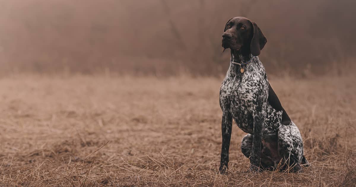 GSP sitting in an open field