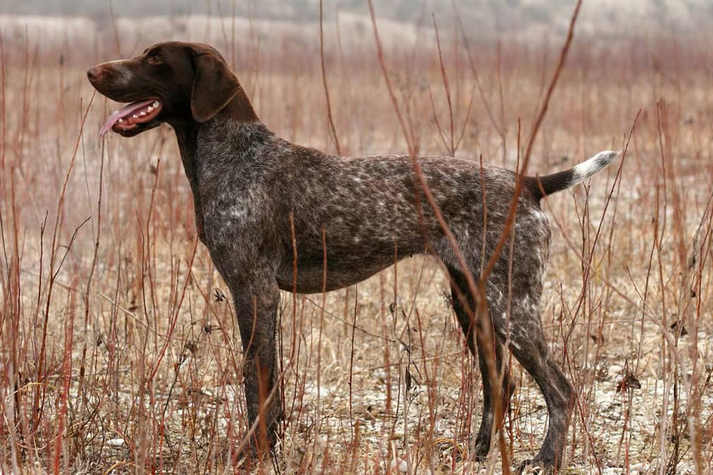 GSP standing side-profile with tongue out
