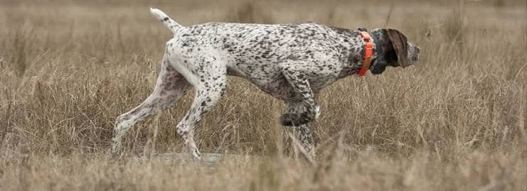 GSP pointing through dry grass