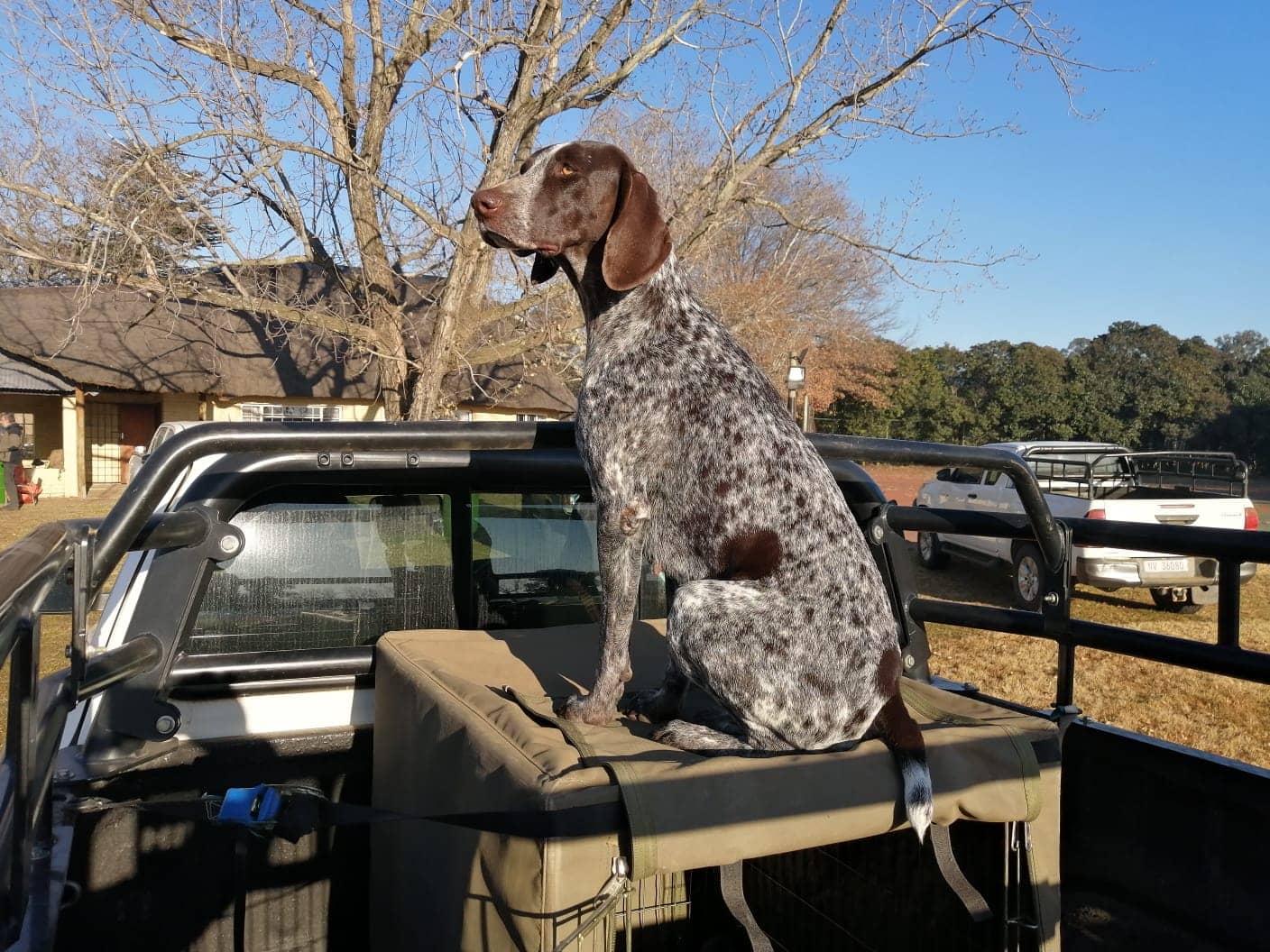 GSP owner with their dog on a South African farm